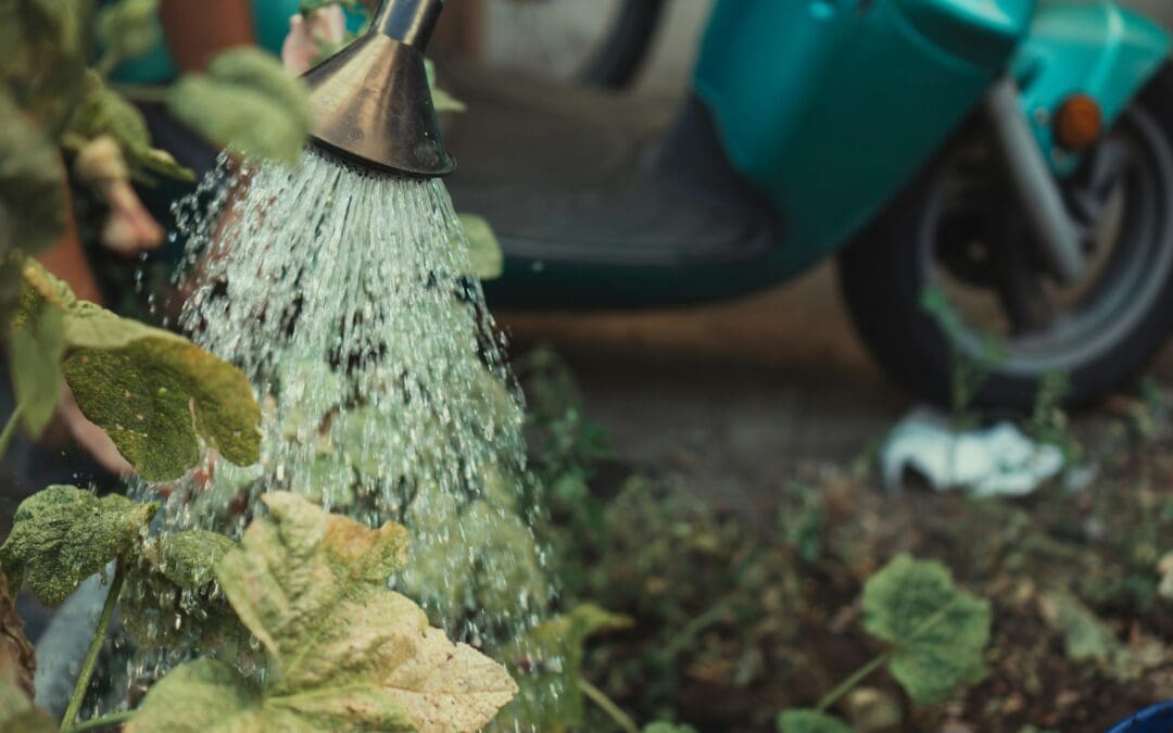 Monitoring and Adjusting Watering