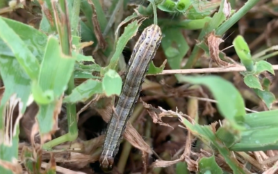 The Lawn Threat: What Are Armyworms?