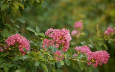 How to Prune Crepe Myrtles