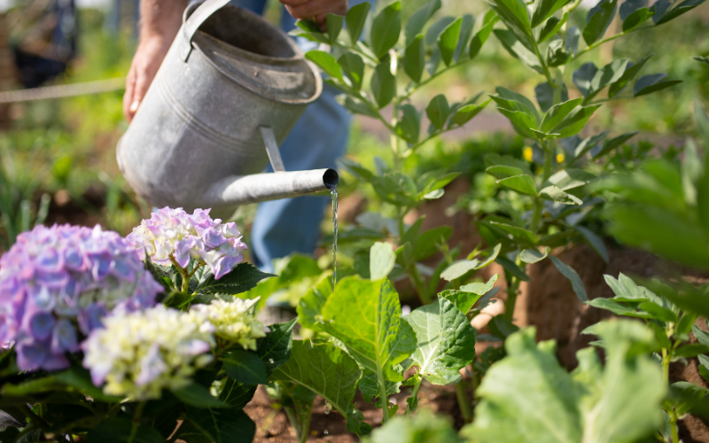 watering your landscape