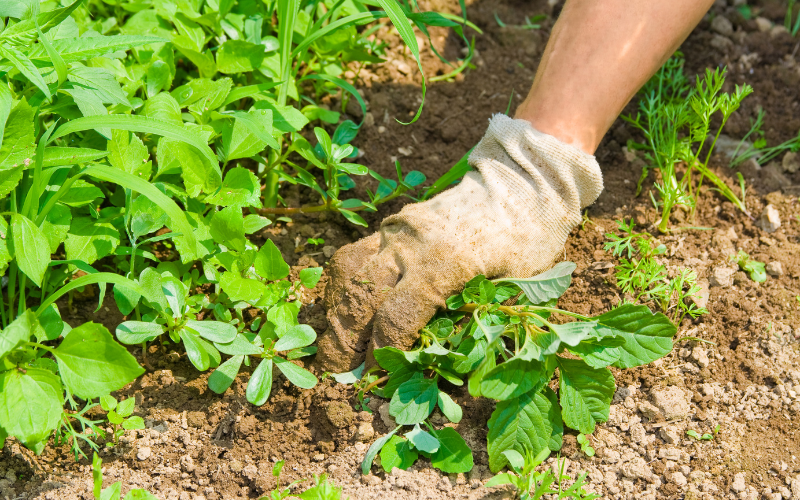 weeding your landscape